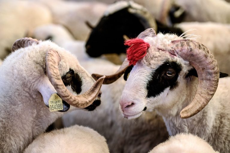 Kurban pazarlarında %50’ye varan fiyat artışı 