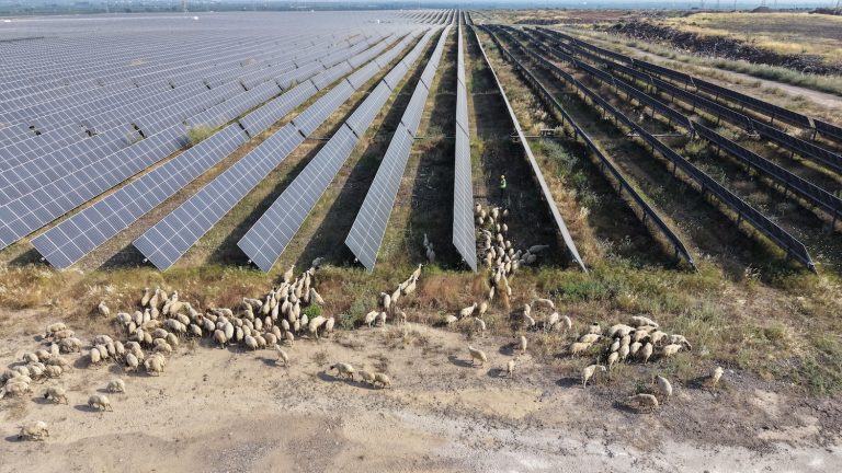 “Güneş Otlatma” ile doğal arazi yönetimi