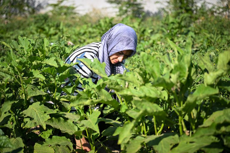 Altındağ Kent Bostanı’nda ilk hasat heyecanı