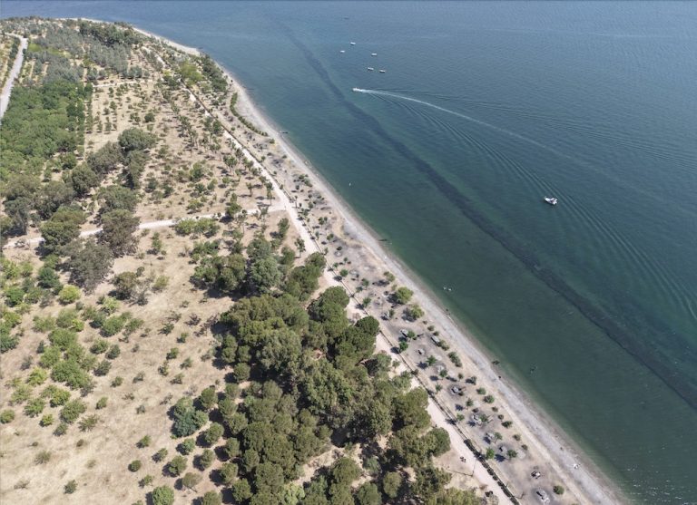 İzmir’in yeşil mirası İnciraltı Kent Ormanı yenileniyor