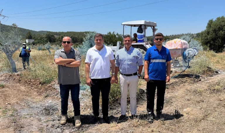 Zeytinler büyüyor Milas kazanıyor