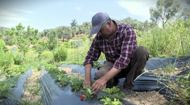 Büyükşehir’den domates ve çilek üreticisine destek