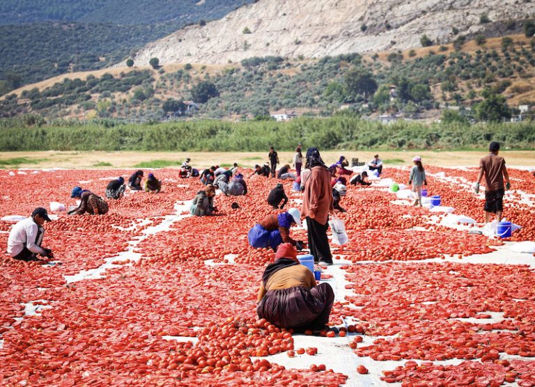 Büyükşehir’den sahada “Kırmızı Altın” mesaisi