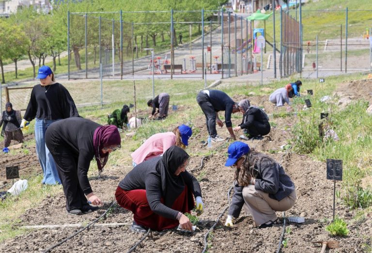Mahalle Bostanları’nda yaz hasadı